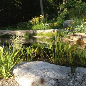aquatic-plants-westchester-county-ny