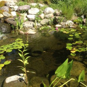 crystal-clear-koi-pond-in-west-harrison-ny