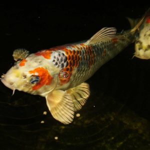koi-of-westchester-county