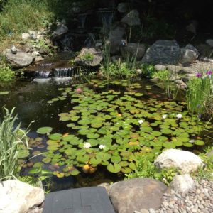 koi-pond-with-lillies-in-montgomery-ny