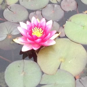 lily-flower-dutchess-county-pond