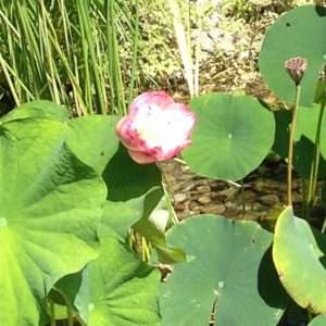 lotus-flower-in-water-agrden-of-westchester-county-ny