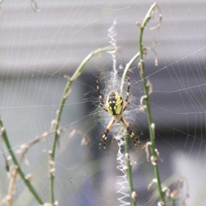 pond-garden-spider
