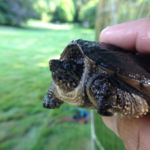 pond-life-snapper-turtle