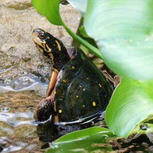 turtles-in-water-gardens-new-york