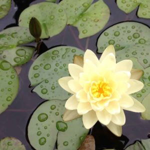 water-lily-in-bedford-ny-pond-build